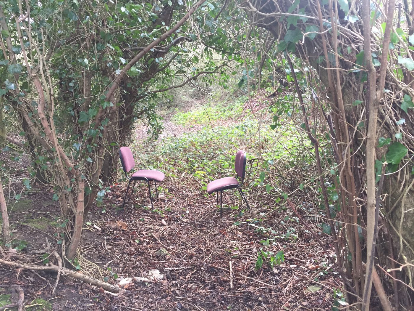 Two chairs facing each other in a leafy woodland clearing